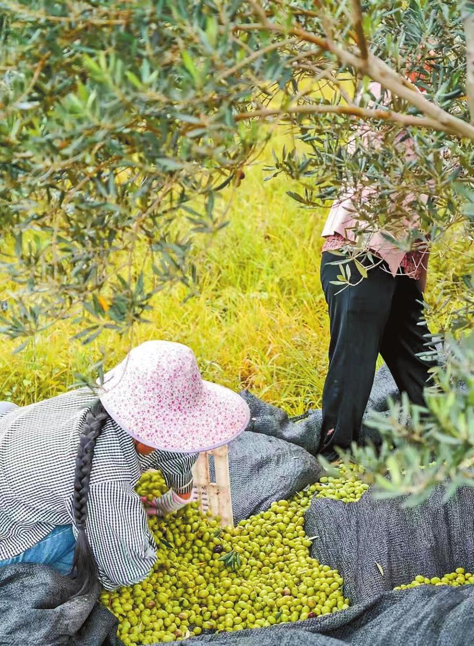 四川油橄榄种植基地图片