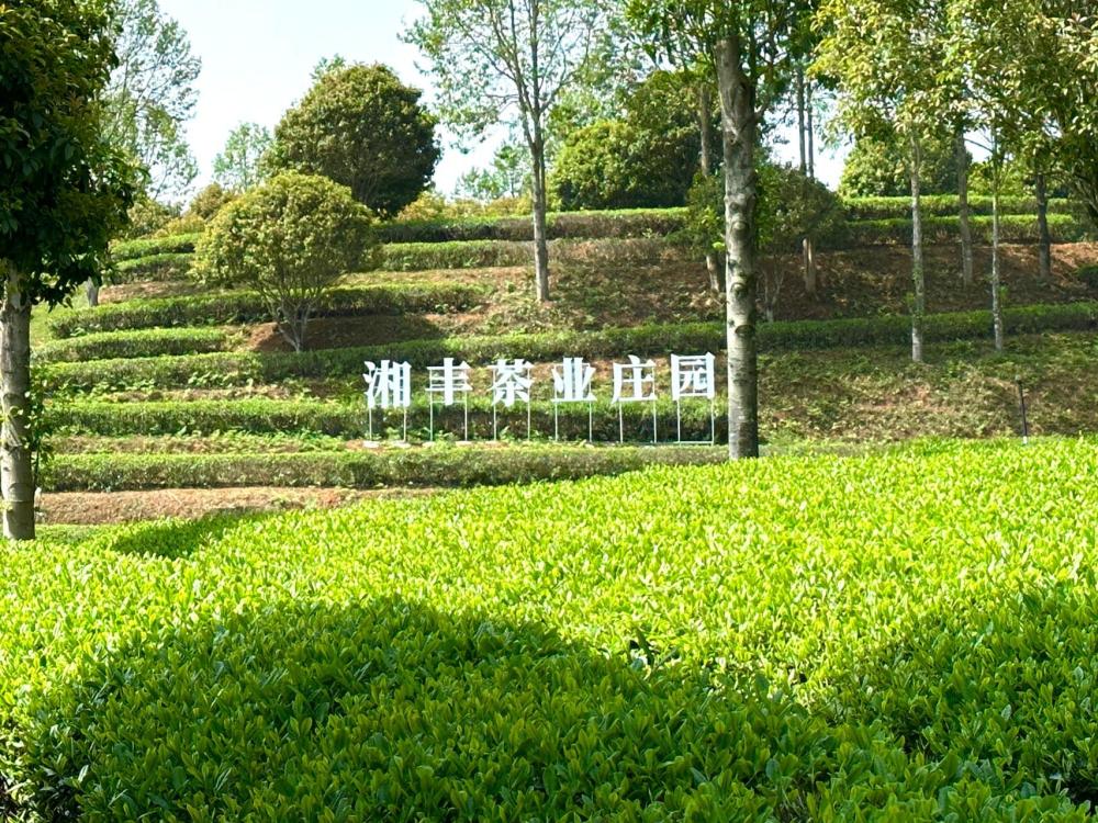 茶园采茶星空露营来湘丰茶业庄园赴一场春天的约会