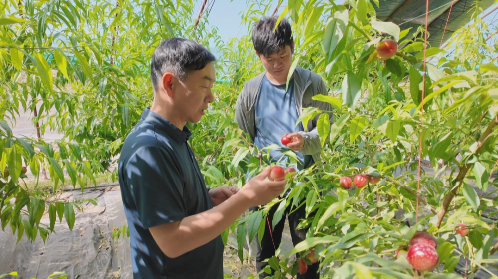 【乡村行 看振兴】兵团"揭榜挂帅"项目——设施大棚桃新品种在芳草湖