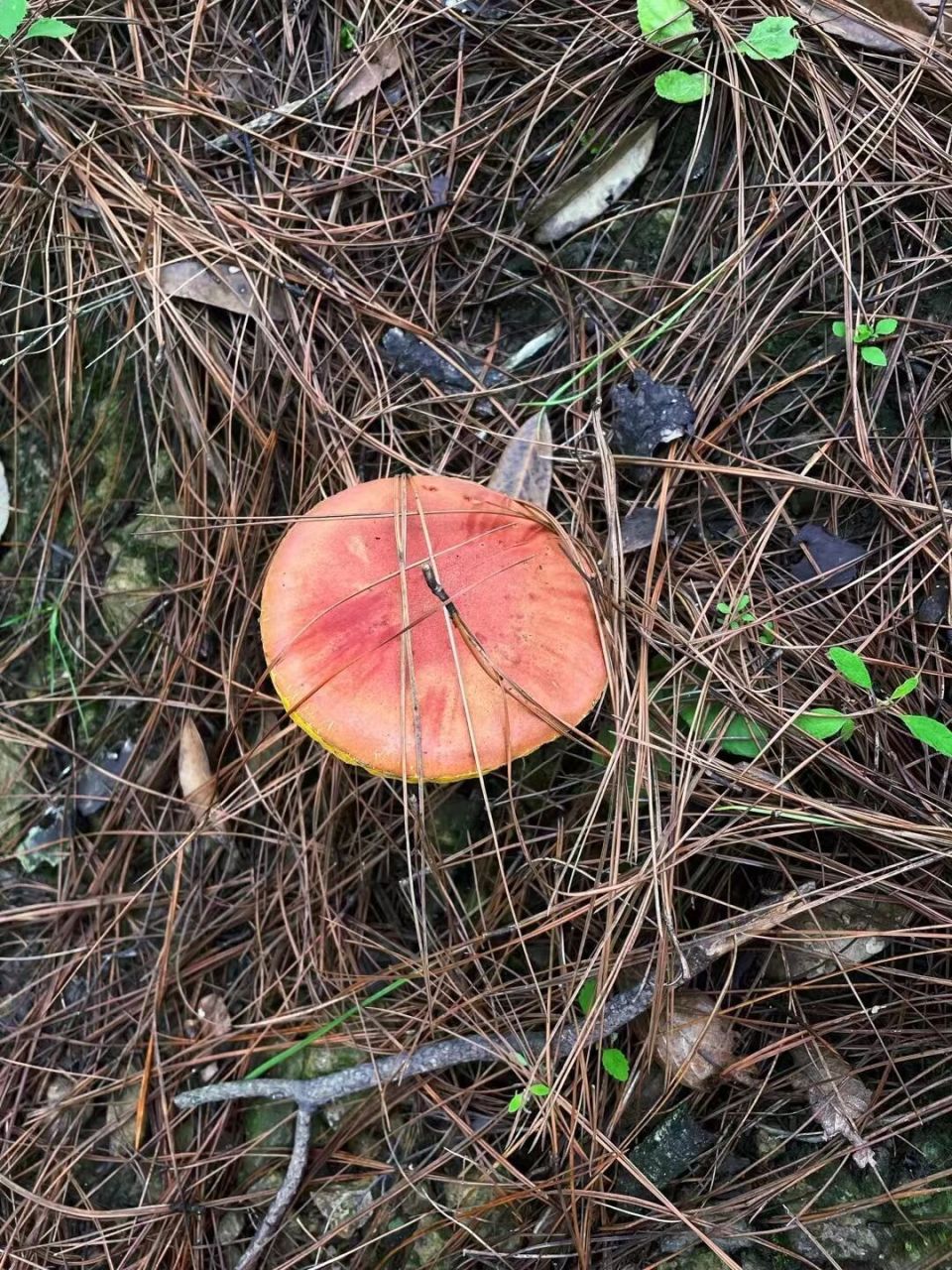 云南野生菌真实图片