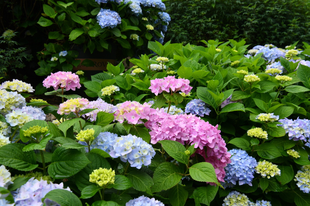 游一夏|找不到美景拍人生照片,来昆明花海最出片