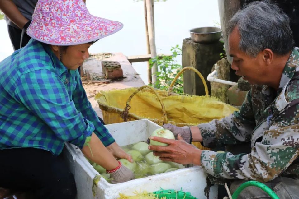 【乡村振兴】宁明:香瓜上市采摘忙 "甜蜜"产业促振兴