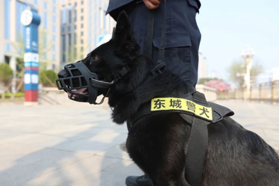 警犬"步枪":无视肉香干扰!