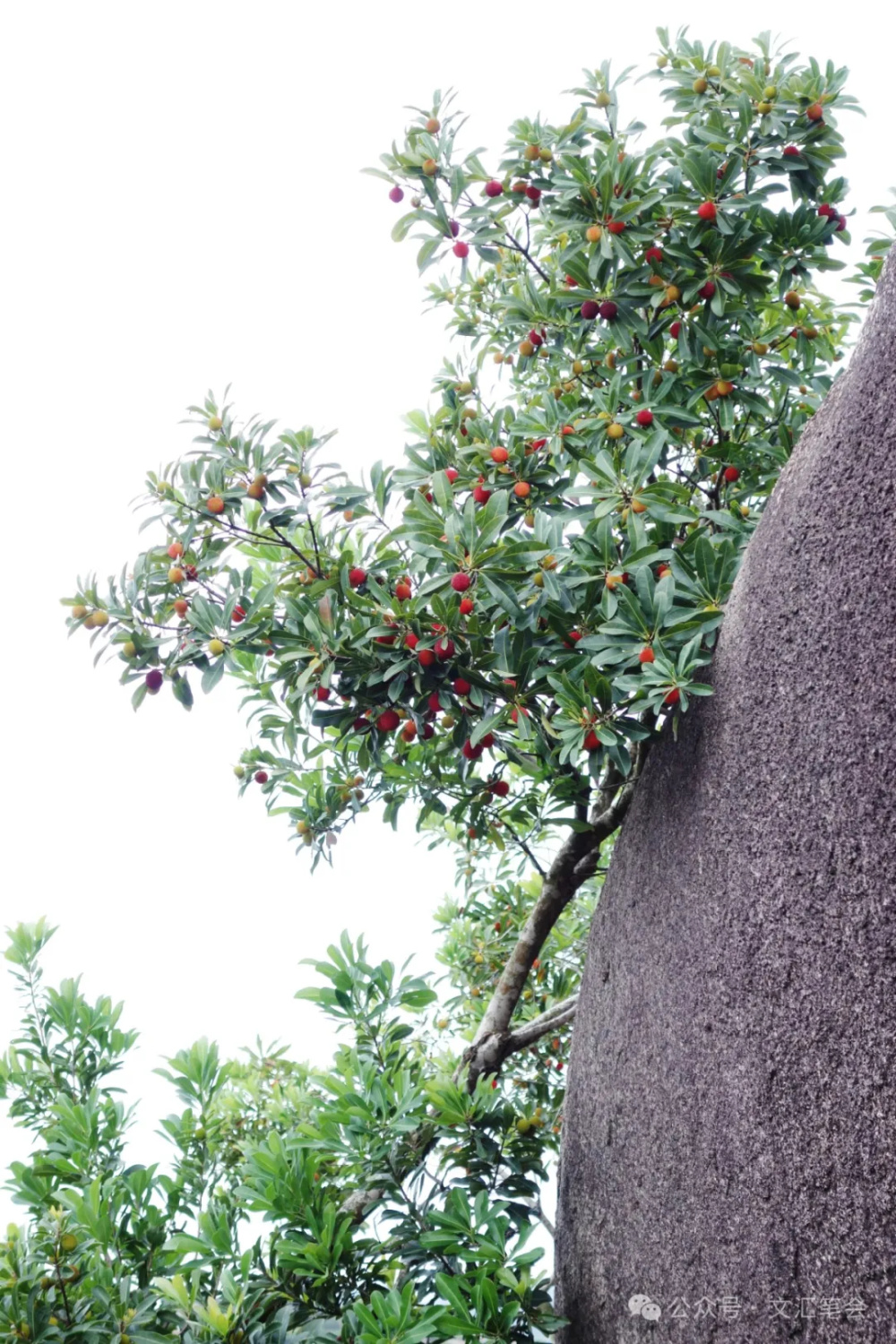 野生杨梅图片大全大图图片