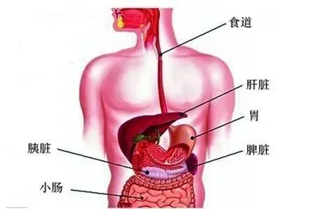 大肠部位疼图片