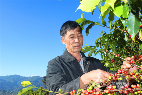 高山之巅,咖啡传奇——杨进增与松山村的咖啡梦