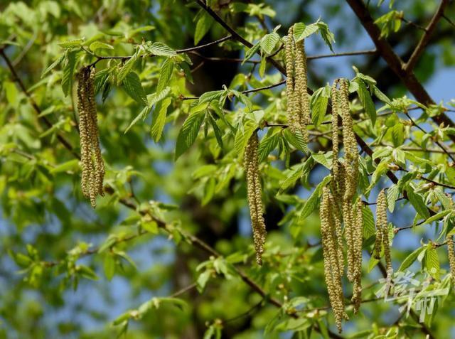 铁木开花34年来天目铁木首次在浙江省外绽放