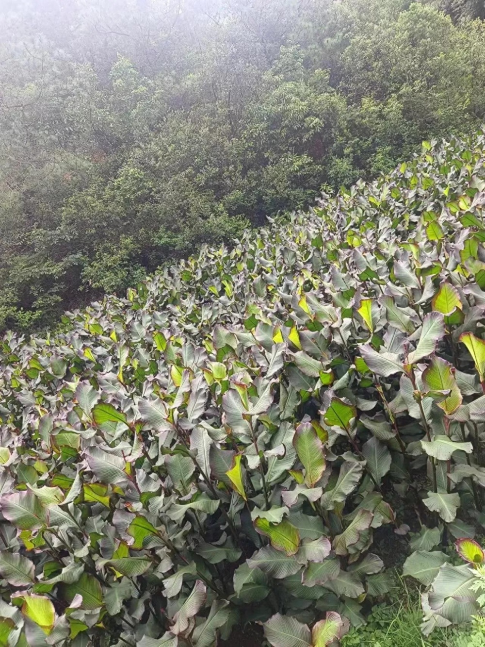 云南省芭蕉芋长势喜人且枝繁叶茂 饱含淀粉造福一方被称植物界英雄