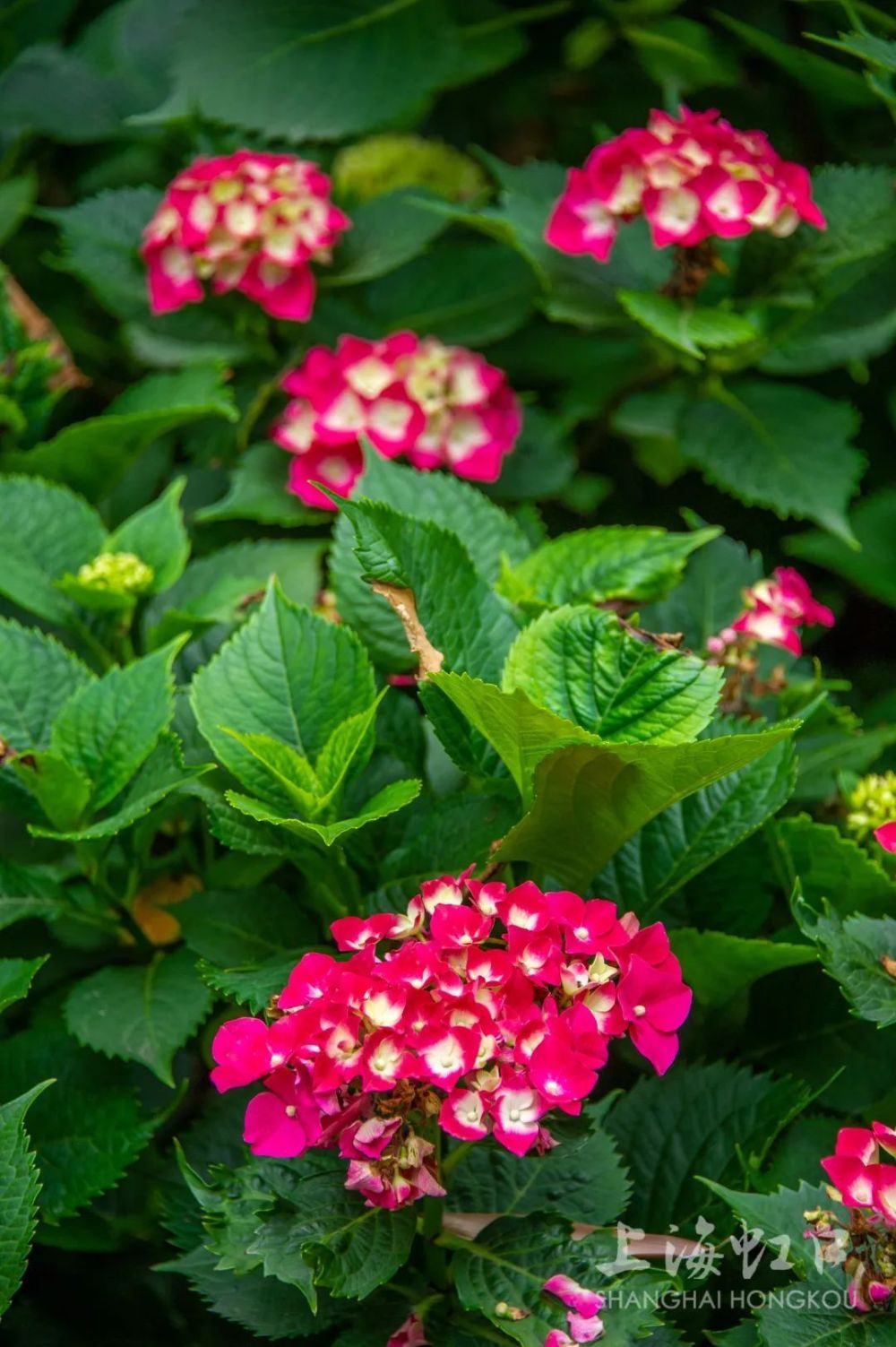 绣球花开无尽夏夏天花卉里的颜值顶流来了这些地方都有