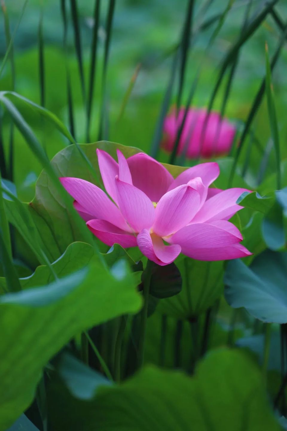 1须知游客可通过顾村公园微信公众号,服务号或顾村公园