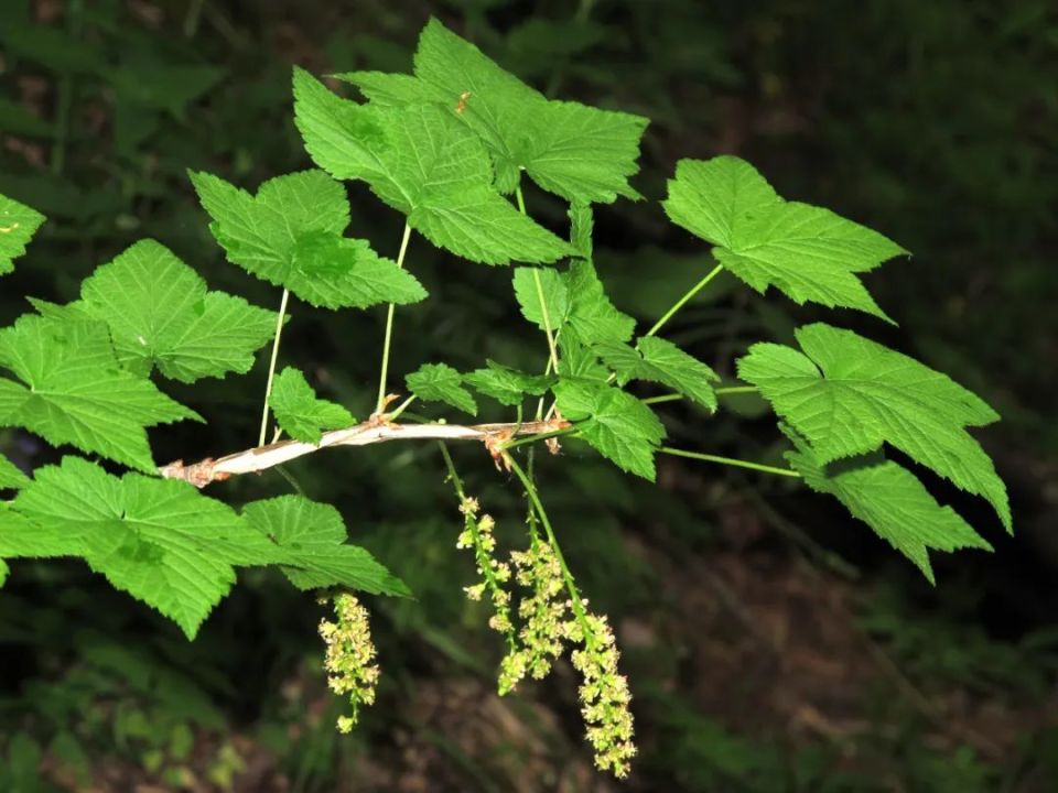 长白山植物千种风情~东北茶藨子