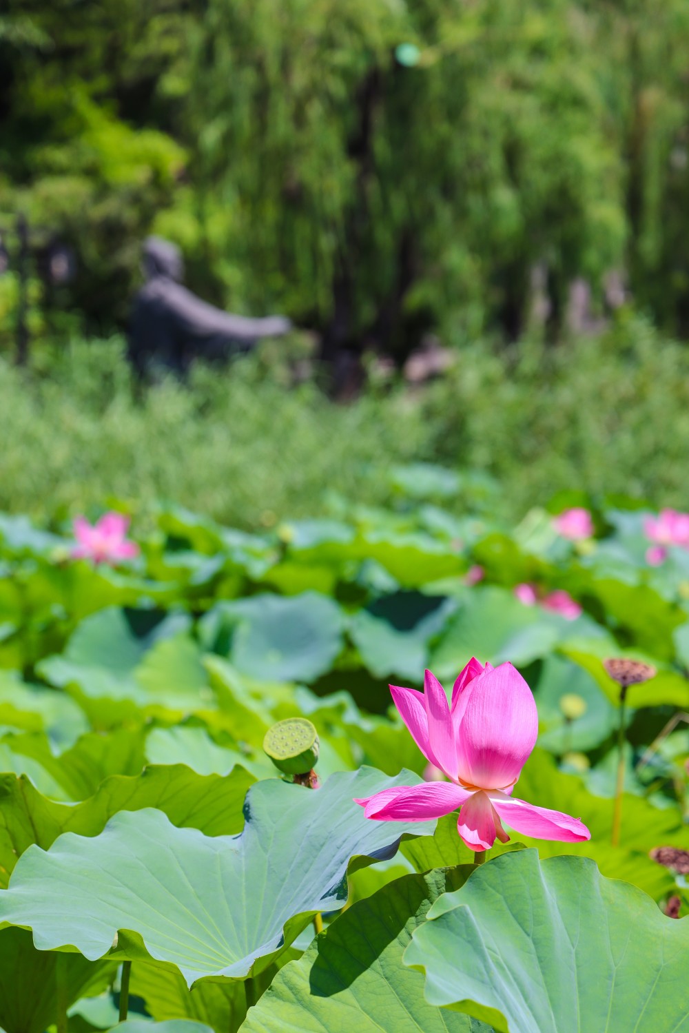 北京西海湿地公园的荷花开好了