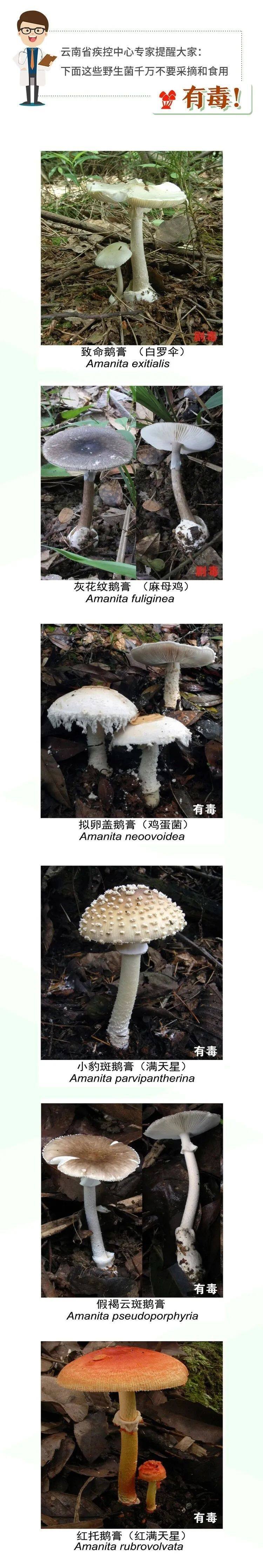 这些有毒野生菌种类千万不要采摘和食用
