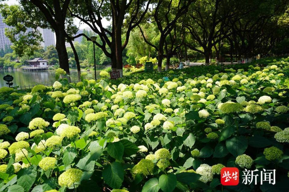 【视频】南京绣球公园里,绣球花绽放芳香满园