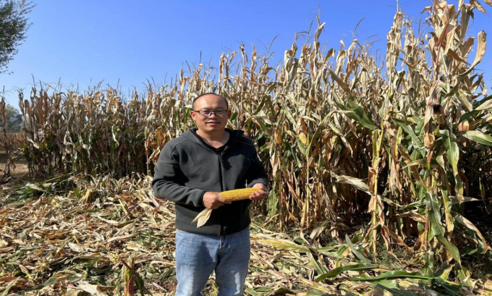 在科左中旗花吐古拉镇南珠日河嘎查刘大鹏百亩玉米示范田里,专家们