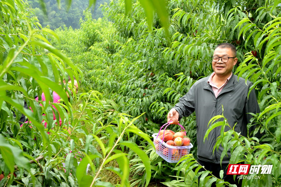 慈利:蟠桃园里蟠桃香