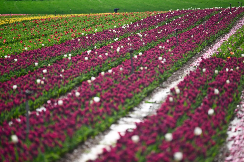 法国:五彩斑斓的郁金香花田_腾讯新闻