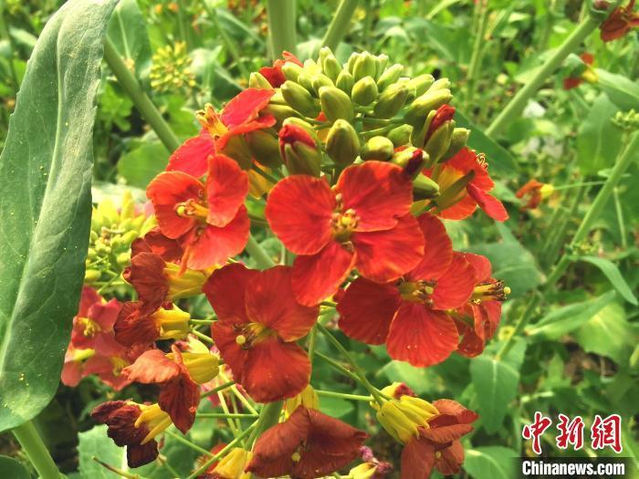 江西一高校油菜花基地开出63种色彩油菜花