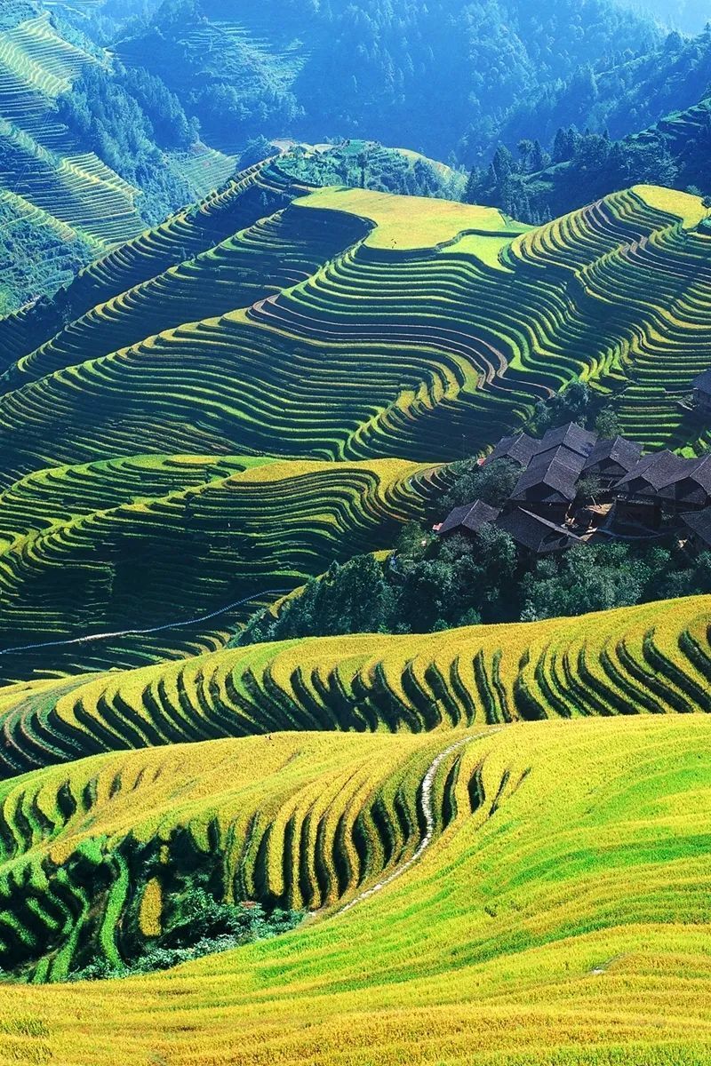 壁纸 成片种植 风景 植物 种植基地 桌面 800_1200 竖版 竖屏 手机