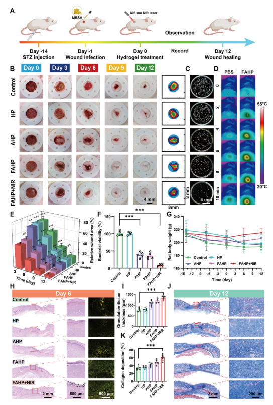 抗菌敷料有哪些西安交大AM：新型自进化水凝胶敷料，为感染性糖尿病伤口愈合提供时空精准调控新策略_https://www.jmylbn.com_新闻资讯_第9张