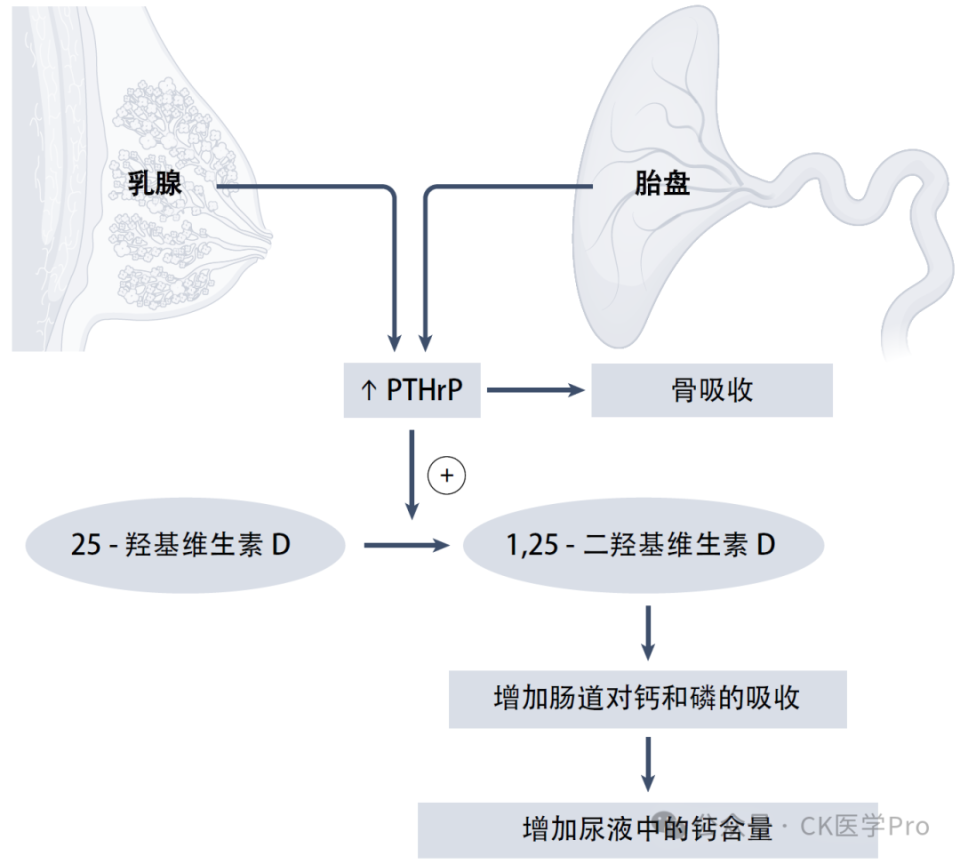 电子输注泵起什么作用临床综述 l 2025甲状旁腺功能减退症：诊断、管理与新兴疗法_https://www.jmylbn.com_新闻资讯_第6张