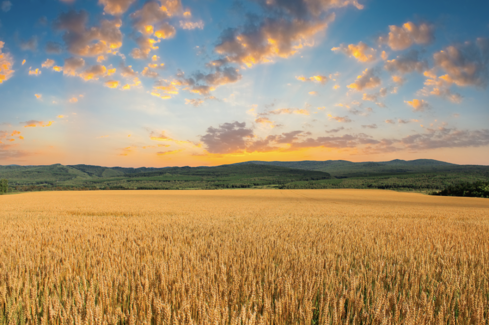 芒种丨无绿豆不夏天