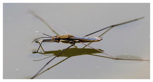 农村池塘里会"水上漂"的虫子,到底是什么?它是益虫还是害虫