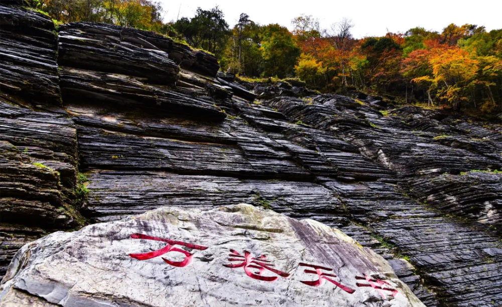 公园森林覆盖率达85%以上,共规划青龙坪,双河口,化龙山,中草药植物园
