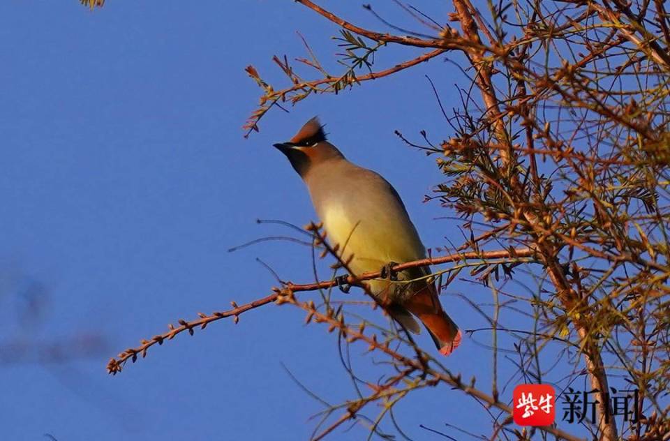 視頻太平鳥聚集南京梅花山引來眾多愛鳥人士拍攝