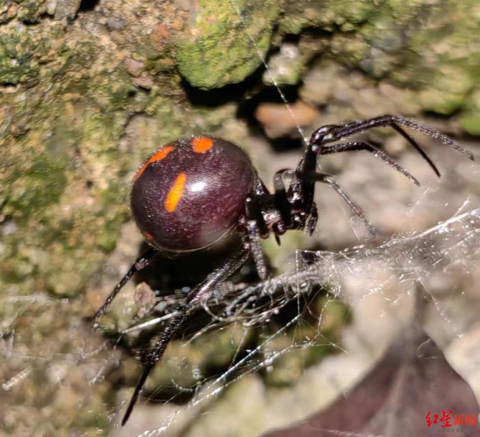 黑寡妇蜘蛛"近亲"现身青城山!专家:咬人概率极低,不主动招惹即可