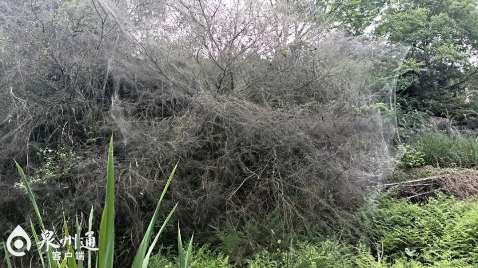 壁纸 树 960_540