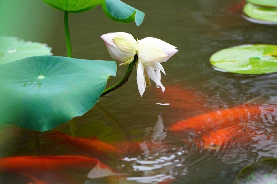 鱼戏莲花图片真实图片