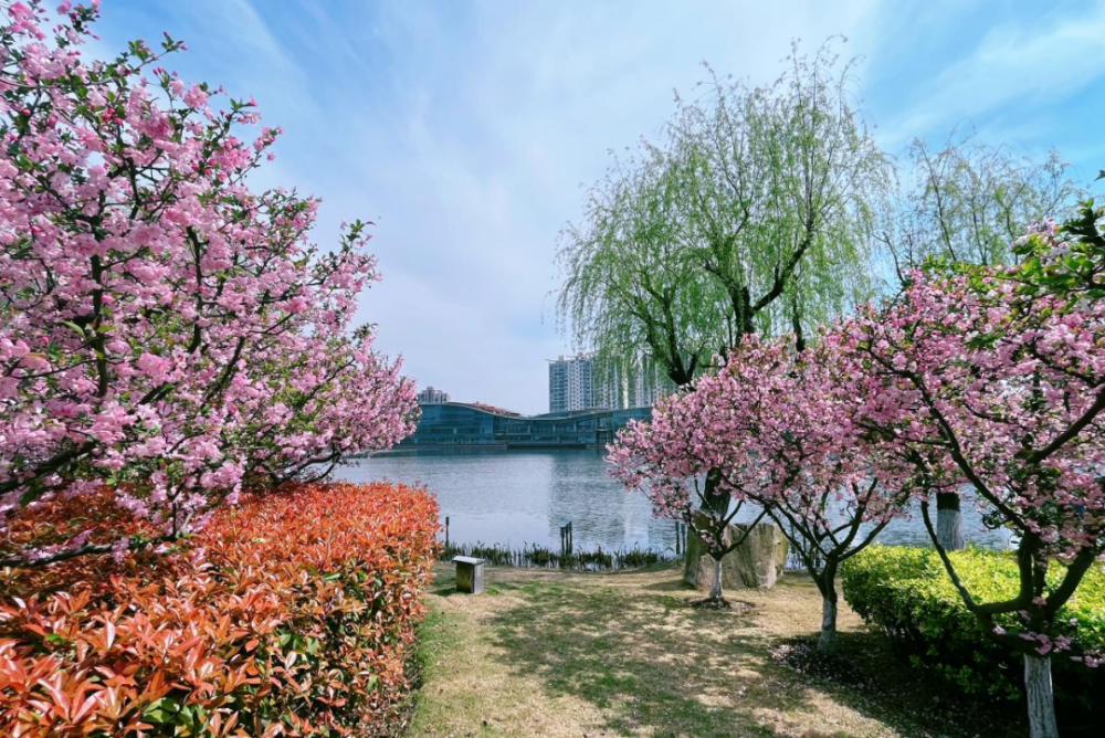 春日"沪"水游丨青浦:湖畔春色别样浓——夏阳湖_腾讯新闻
