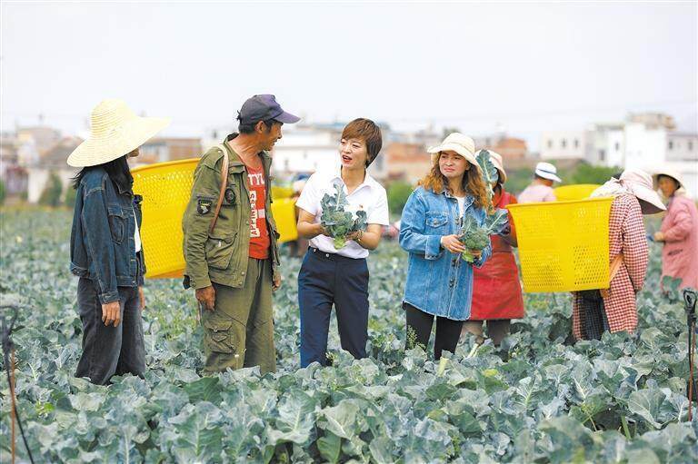 陆良三岔河镇清河社区:乡村ceo助力乡村振兴