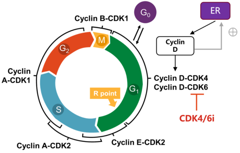 一文了解 CDK4/6 抑制剂使用注意事项_腾讯新闻