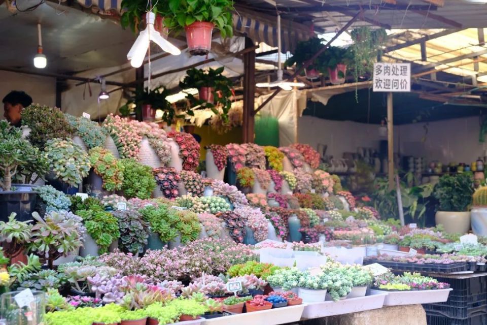 陪伴近20年贵钢花鸟市场藏着贵阳人的诗意生活