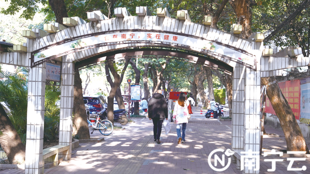 南宁淡村路：绿荫郁葱茏 仪花迷人眼_腾讯新闻