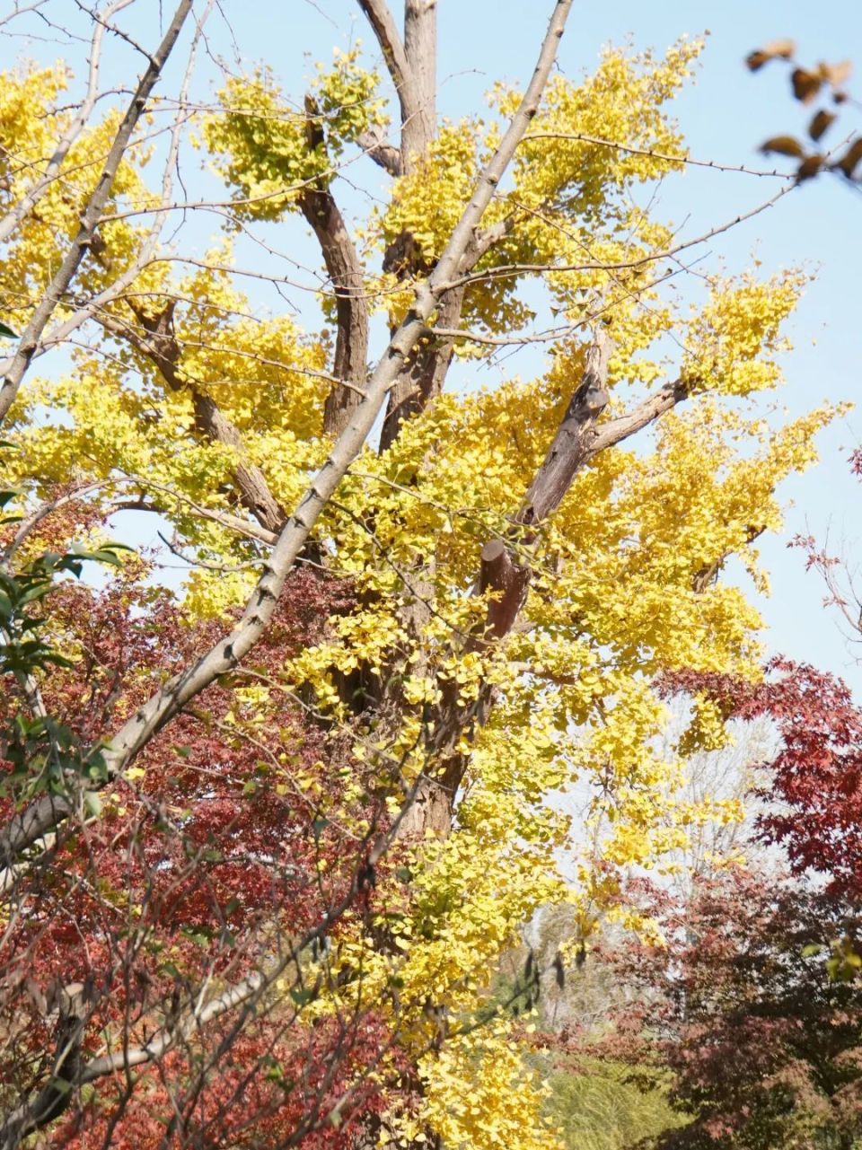 满树金黄长宁这棵古银杏美了300年
