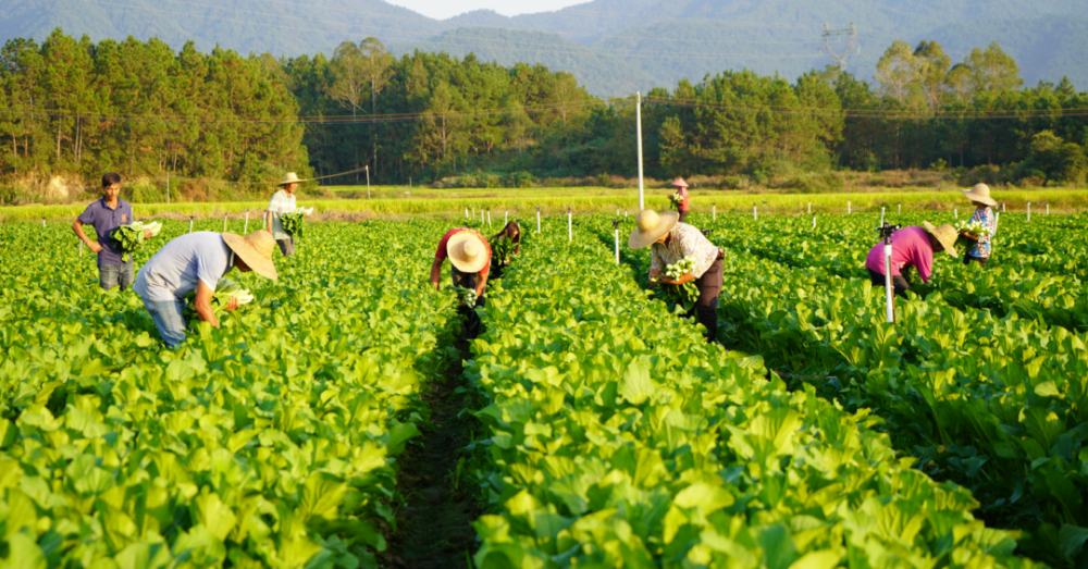 位于连州市西岸镇的连州东青农业发展有限公司蔬菜基地迎来首批菜心