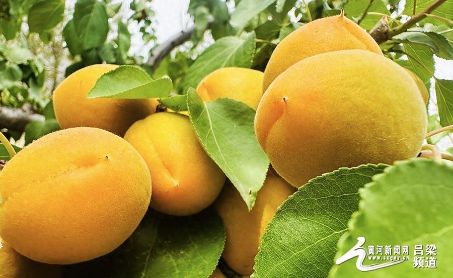 刘树根夫妇:20余年坚守 初夏核桃园硕果累累