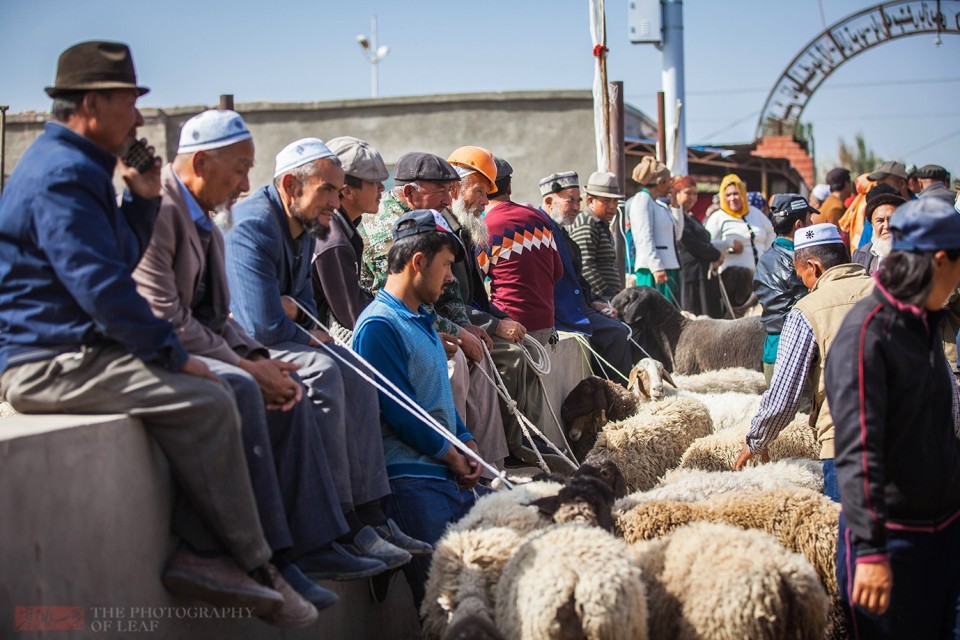 新疆刀郎羊一只卖出1400万高价,一筷子下去好几万,不知谁有这胆量和