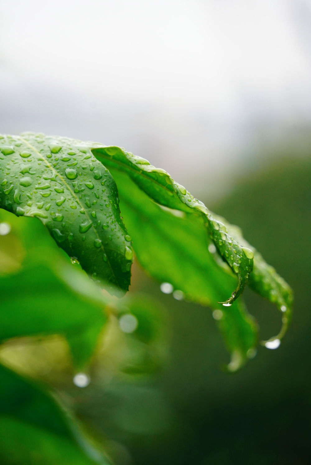 雨水如甘露轻轻洒落在翠绿的叶片上每一滴都像是镶嵌在翡翠上的珍珠