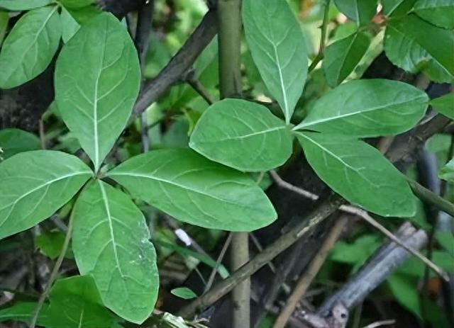 益气养阴,解毒消肿——山海螺