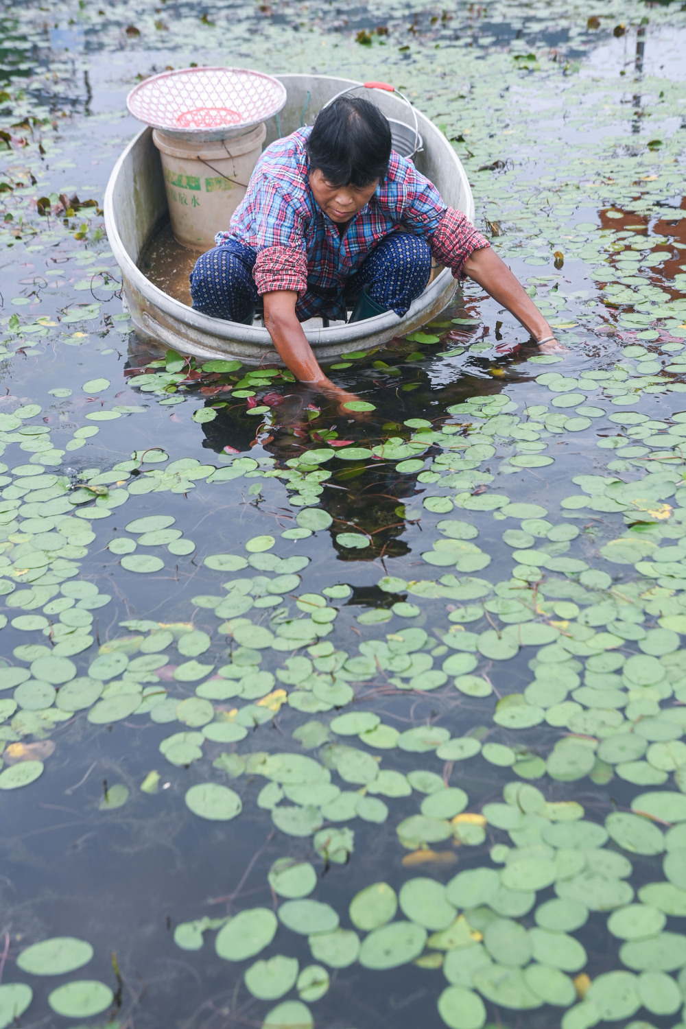 9月5日,在建德市航头镇乌龙村莼菜基地,村民划着"盆船"在西湖莼菜产业