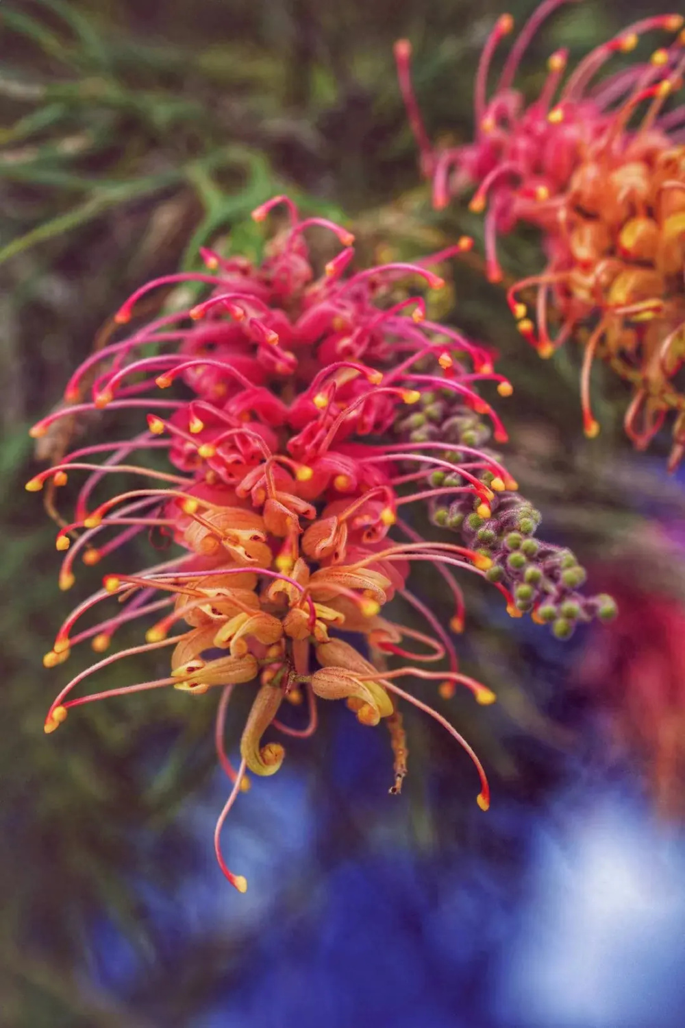 云南省临沧市楼前庭院红花银桦逢秋绽放芳华 花期持久绵长寓意吉祥