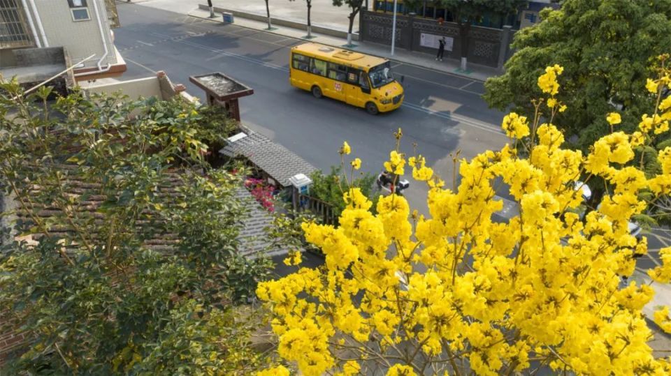 东莞格桑花花海图片