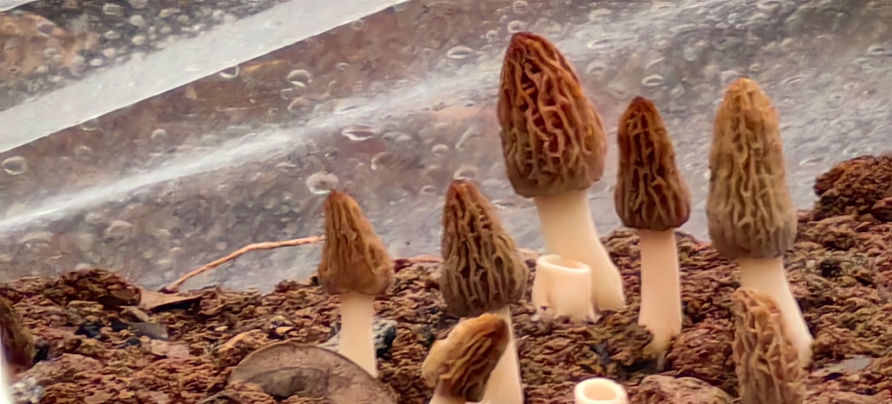 菌素有"菌中之王"美誉,为菌中珍品,也是目前可以人工栽培的最贵食用菌