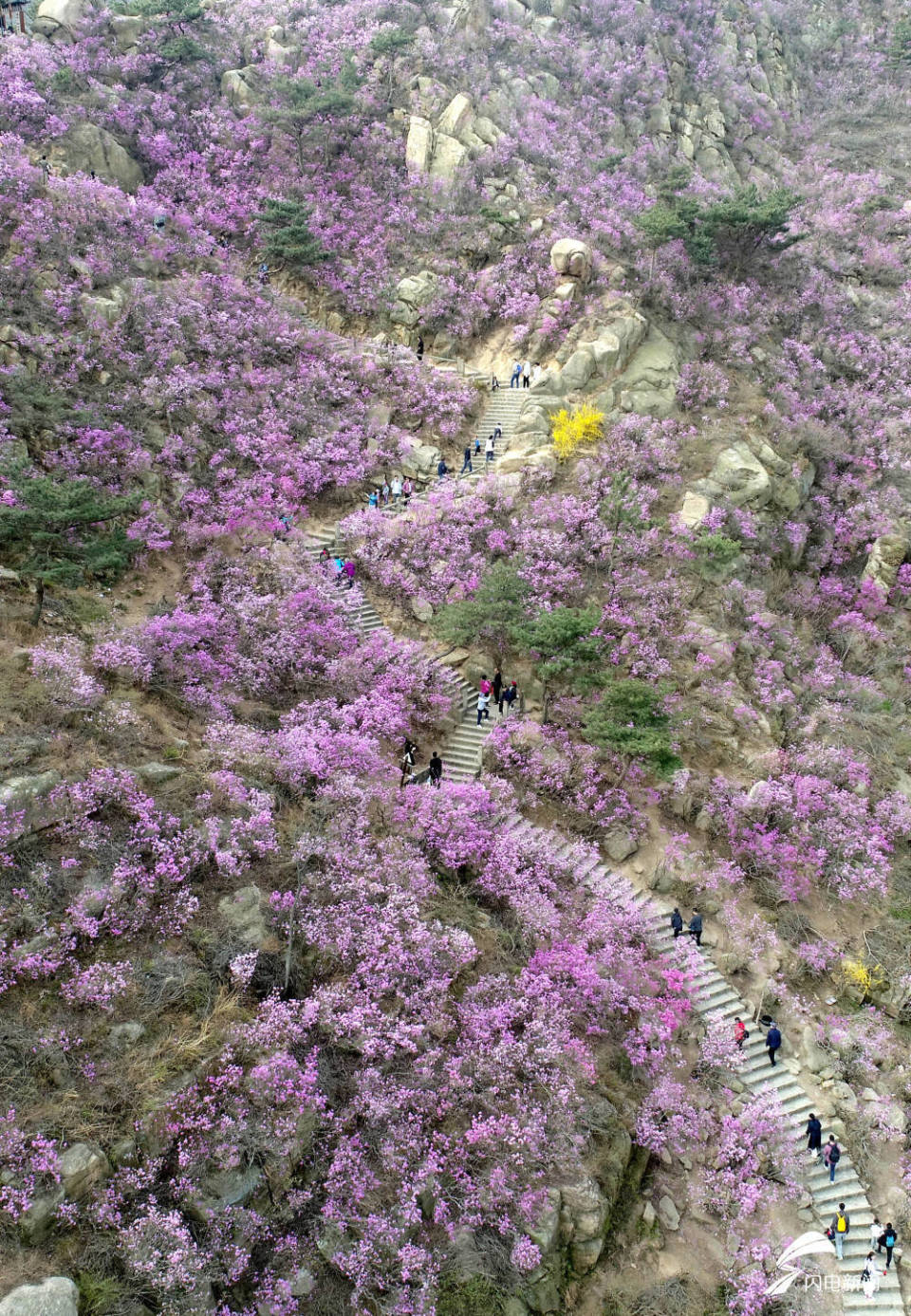 近日,青岛西海岸新区大珠山万亩野生杜鹃进入盛花期