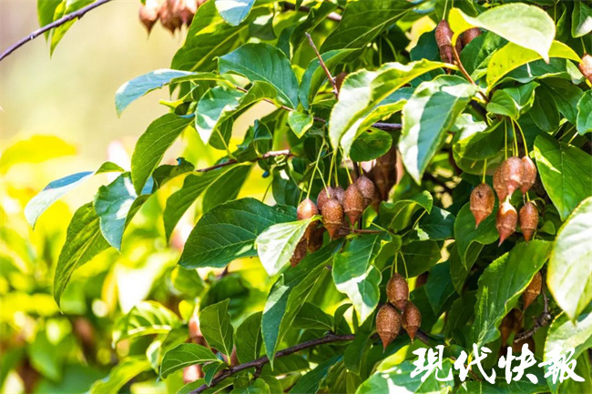你见过树上长秤锤吗？地道“老南京”秤锤树结果了_腾讯新闻