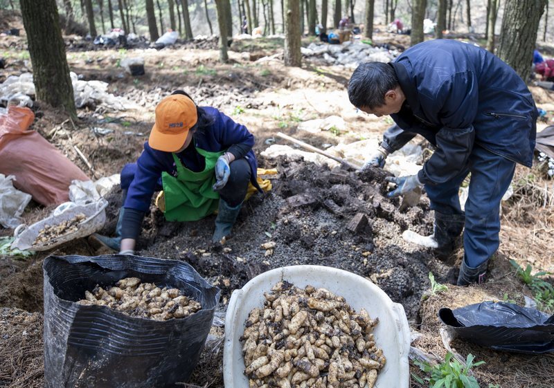 毕节赫章:人勤春耕早 天麻种植忙
